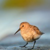 Jespak obecny - Calidris alpina - Dunlin 1163